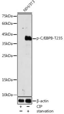 Western Blot: CEBP Beta [p Thr235] AntibodyAzide and BSA Free [NBP3-16923]